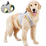 Opiniones Y Reviews De Arnes Perro Verano Favoritos De Las Personas