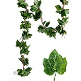 La Mejor Comparacion De Planta Enredadera Del Mes